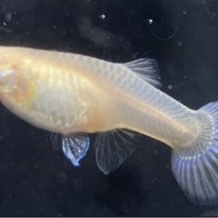 グッピー RREAモスコーピンク 5ペアの画像