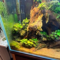 ボルビティス、アヌビアス大量の画像