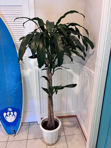 19【ドラセナ　フラグランス約180cm】大型観葉植物｜西海岸インテリア｜シンボルツリー｜BLUE DOOR PLANTS