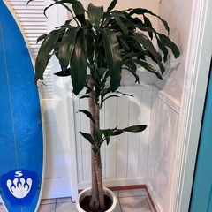 【ドラセナ　フラグランス約180cm】大型観葉植物｜西海岸インテリア｜シンボルツリー｜BLUE DOOR PLANTSの画像