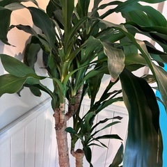 【ドラセナ　フラグランス約180cm】大型観葉植物｜西海岸インテリア｜シンボルツリー｜BLUE DOOR PLANTSの画像