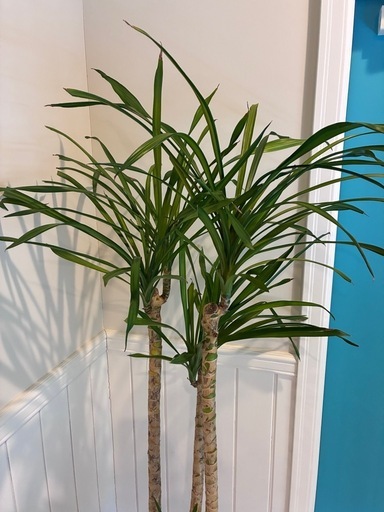 16【ドラセナ　リフレクサ 約150cm】大型観葉植物｜西海岸インテリア｜シンボルツリー｜BLUE DOOR PLANTS ドラセナ フラグランス 約170cm】大型観葉植物｜西海岸インテリア