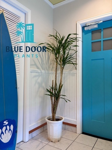 20【ドラセナ フラグランス 約170cm】大型観葉植物｜西海岸インテリア｜シンボルツリー｜BLUE DOOR PLANTS