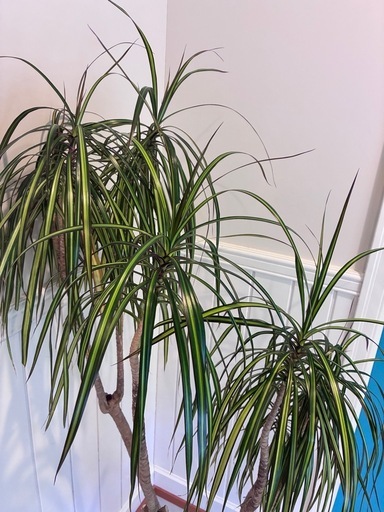 18【ドラセナ コンシンネ 約150cm】大型観葉植物｜西海岸インテリア｜シンボルツリー｜BLUE DOOR PLANTS