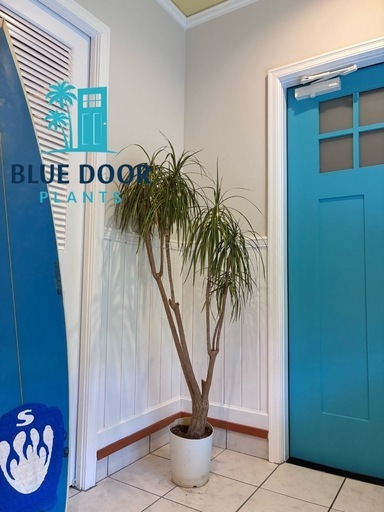 18【ドラセナ コンシンネ 約150cm】大型観葉植物｜西海岸インテリア｜シンボルツリー｜BLUE DOOR PLANTS