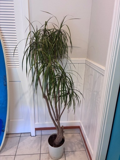 18【ドラセナ コンシンネ 約150cm】大型観葉植物｜西海岸インテリア｜シンボルツリー｜BLUE DOOR PLANTS