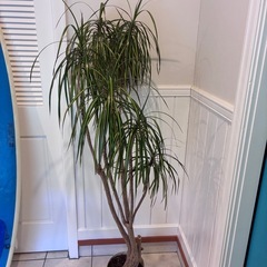 【ドラセナ コンシンネ 約150cm】大型観葉植物｜西海岸インテリア｜シンボルツリー｜BLUE DOOR PLANTSの画像