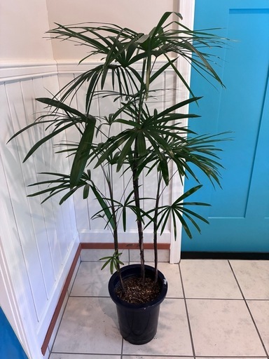11【カンノンチク（観音竹） 約120cm】大型観葉植物｜西海岸インテリア｜リゾートスタイル｜BLUE DOOR PLANTS