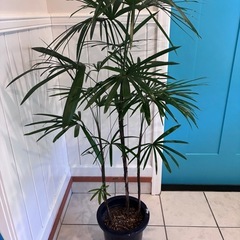 【カンノンチク（観音竹） 約120cm】大型観葉植物｜西海岸インテリア｜リゾートスタイル｜BLUE DOOR PLANTSの画像