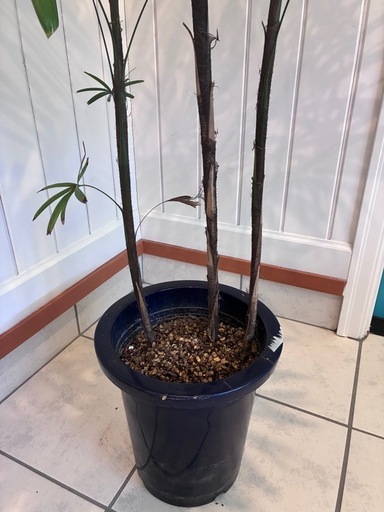 11【カンノンチク（観音竹） 約120cm】大型観葉植物｜西海岸インテリア｜リゾートスタイル｜BLUE DOOR PLANTS