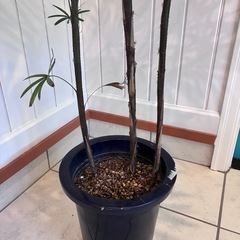 【カンノンチク（観音竹） 約120cm】大型観葉植物｜西海岸インテリア｜リゾートスタイル｜BLUE DOOR PLANTSの画像