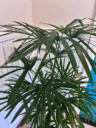 11【カンノンチク（観音竹） 約120cm】大型観葉植物｜西海岸インテリア｜リゾートスタイル｜BLUE DOOR PLANTS