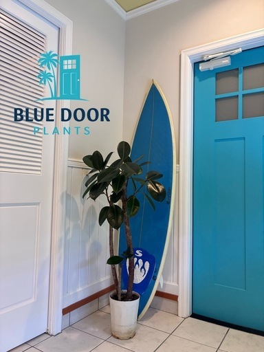 12【フィカス バーガンディ 約120cm】大型観葉植物｜西海岸インテリア｜シック｜BLUE DOOR PLANTS