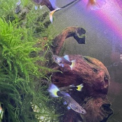 ドイツタキシードイエロー　100％純血RAEの画像