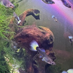 ドイツタキシードイエロー　100％純血RAEの画像