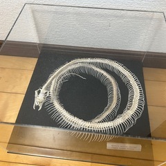 【ハンドメイド】蛇 骨格標本の画像