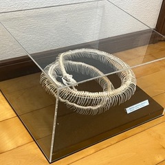 【ハンドメイド】蛇 骨格標本の画像