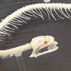 【ハンドメイド】蛇 骨格標本②の画像
