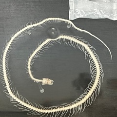 【ハンドメイド】蛇 骨格標本②の画像