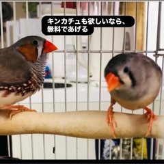 キンカチュ小鳥カゴの画像