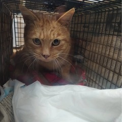 遺棄された、それとも迷い猫？