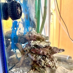 海水（淡水）魚飼育セット_半年以内(中古)の画像