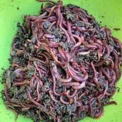 シマミミズ　50匹1000円〜　釣り餌／コンポスト／生餌の画像