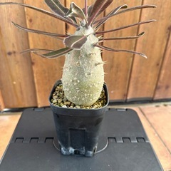 パキポディウム  カクチペス　実生の画像