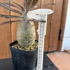 パキポディウム  カクチペス　実生の画像