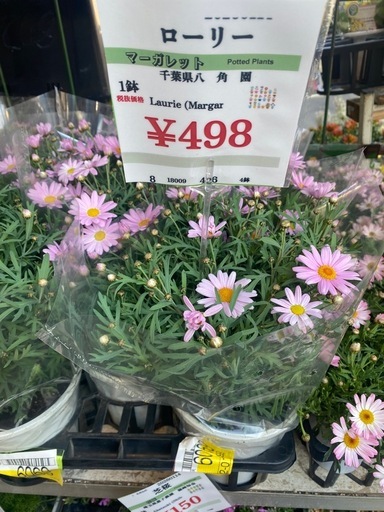 20260322 植栽など大量受注承ります