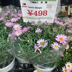 20260322 植栽など大量受注承りますの画像