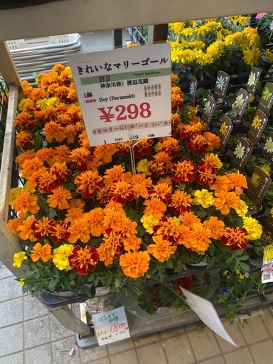 20260322 植栽など大量受注承ります
