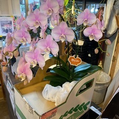 20260322 胡蝶蘭受注配送色のご希望承りますの画像