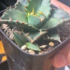 ハデス、黒鯨、ノーネーム子株3つセットの画像