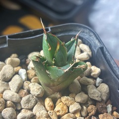 ハデス、黒鯨、ノーネーム子株3つセットの画像