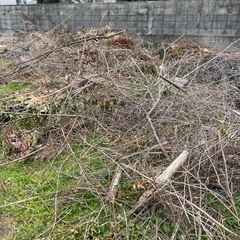 焚物用枝の画像