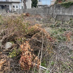 焚物用枝の画像