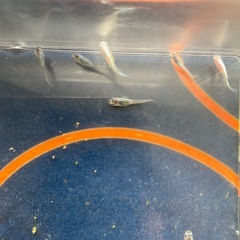 めだかミックス　13匹の画像