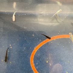 めだかミックス　13匹の画像