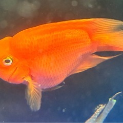 キングコングパロットファイヤーの画像