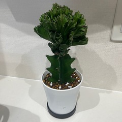 ユーフォルビアの画像