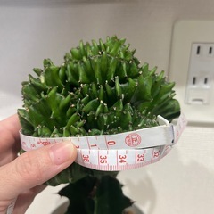 ユーフォルビアの画像