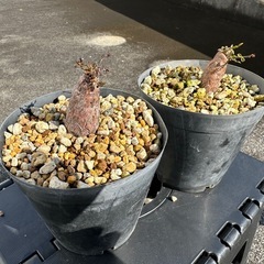 オペルクリカリアパキプス③の画像