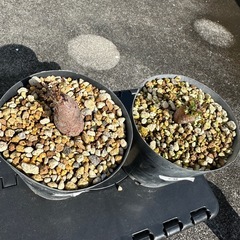 オペルクリカリアパキプス③の画像