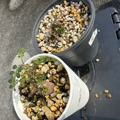 オペルクリカリアパキプス⑤の画像