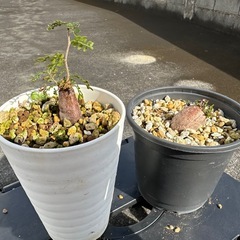 オペルクリカリアパキプス⑤の画像