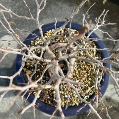 オペルクリカリアパキプス⑥の画像