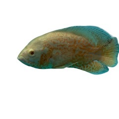 アルビノオスカー　20cm+の画像