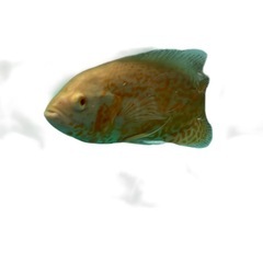 アルビノオスカー　20cm+の画像