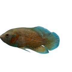 アルビノオスカー　20cm+の画像